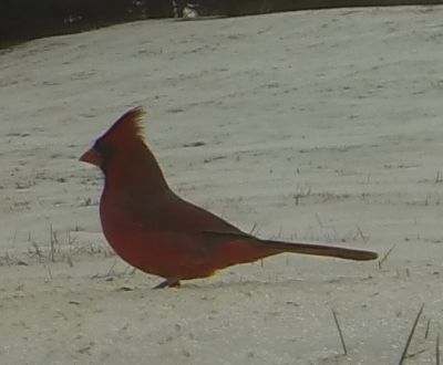 Northern Cardinal Male
