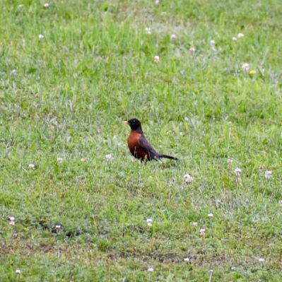 American Robin

