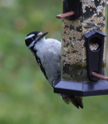 Downy Woodpecker 

