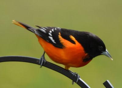 Baltimore Oriole Male
