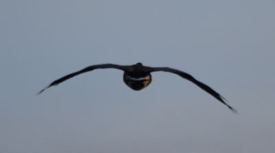 Canada Goose
