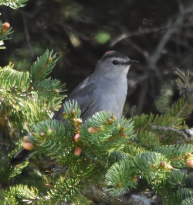 Gray Catbird
