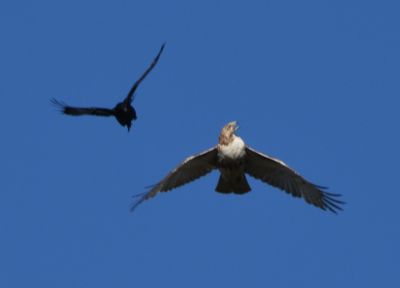 Red-tailed Hawk and American Crow
Keywords: raptors