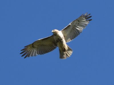 Red-tailed Hawk
Keywords: raptors