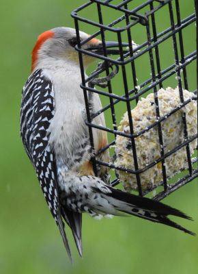 Red-Bellied Woodpecker Female
