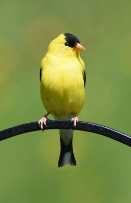 American Goldfinch Male
