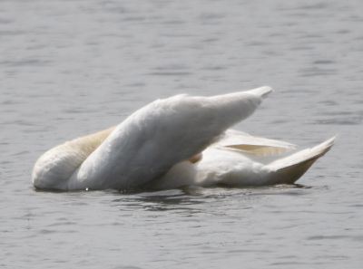 Mute Swan
Keywords: waterfowl