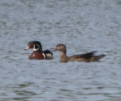 Wood Duck Male and Female
Keywords: Species;waterfowl