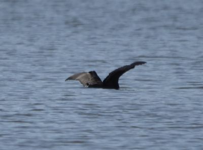 Double-crested Cormorant
Keywords: waterfowl