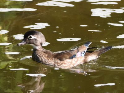 Wood Duck Female
Keywords: waterfowl