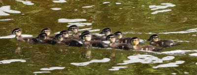 Wood Ducks Brood
Keywords: waterfowl