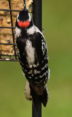 Downy Woodpecker Male
