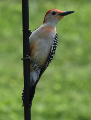 Red-bellied Woodpecker

