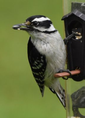 Hairy Woodpecker
