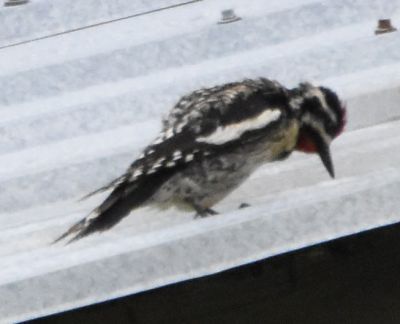 Yellow-bellied Sapsucker
Keywords: species