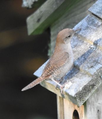 House Wren
