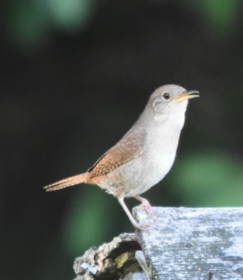 House Wren
Keywords: species