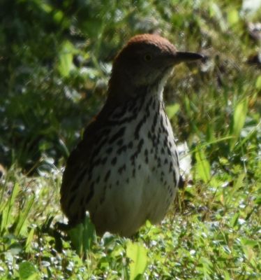 Brown Thrasher
