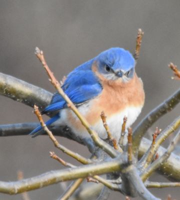 Eastern Bluebird male
