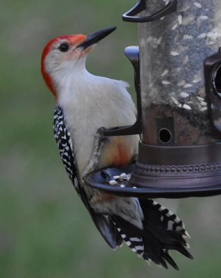 Red Bellied Woodpecker
Keywords: Species