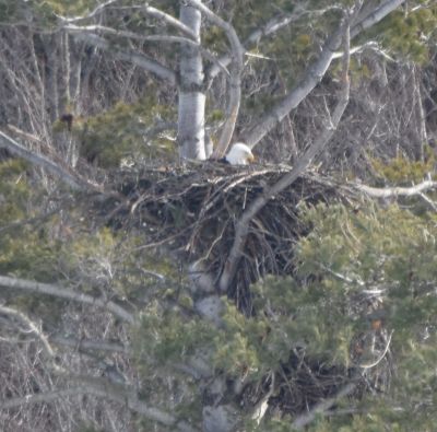 Bald Eagle
Keywords: eaglenest;raptors