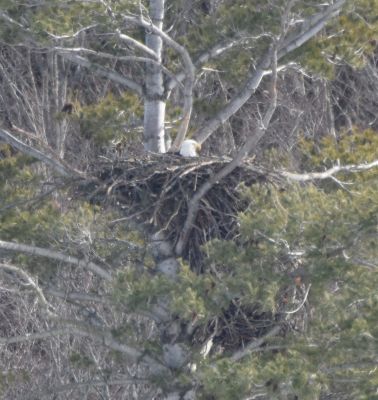 Bald Eagle
Keywords: species;eaglenest;raptors
