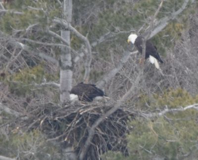 Bald Eagle
Keywords: eaglenest;raptors