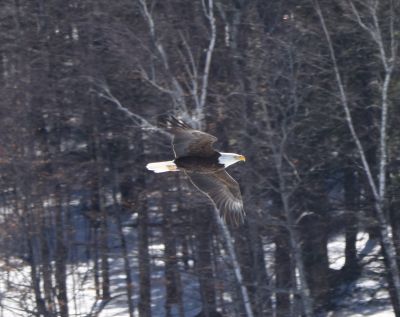 Bald Eagle
Keywords: eaglenest;raptors