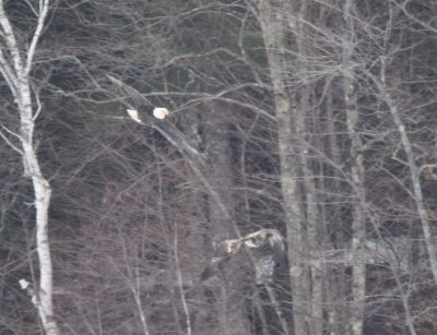 Bald Eagle
Keywords: eaglenest;raptors