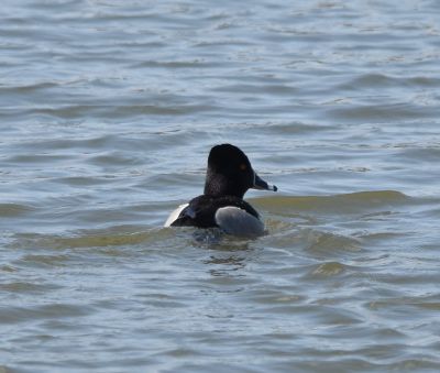 Ring-necked Duck male
Keywords: species;waterfowl