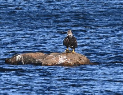 Bald Eagle
