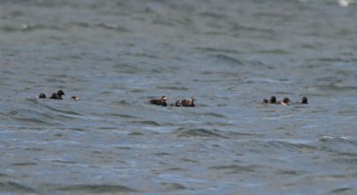 Black Scoters
Keywords: species;waterfowl