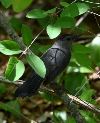 Cat Bird
