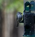 DSC_0060c.jpg