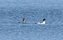 DSC_0110c.jpg