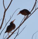 DSC_0686c.jpg