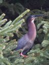 DSC_1918c.jpg