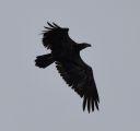 DSC_2096c.jpg
