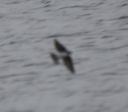 DSC_2117c.jpg