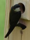 DSC_2138c.jpg