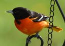DSC_2172c.jpg