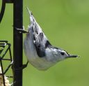 DSC_2178c.jpg