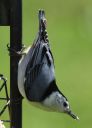 DSC_2182c.jpg