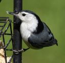 DSC_2267c.jpg