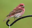 DSC_2279c.jpg