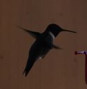DSC_2348c.jpg