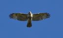 DSC_2393c.jpg