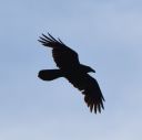 DSC_2443c.jpg