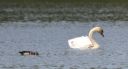 DSC_2584c.jpg