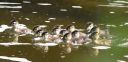 DSC_2628c.jpg